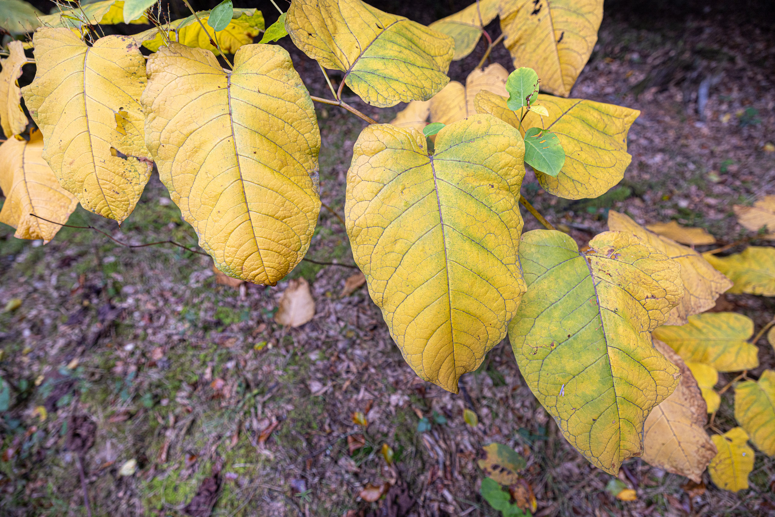 20231014122258 R5D 4076